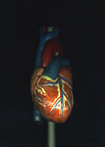 Heart Model